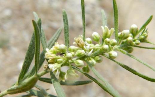 地梢瓜圖片！