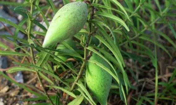 地梢瓜圖片！