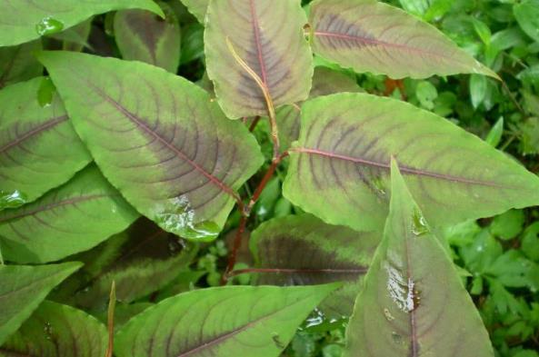 赤脛散功能主治！