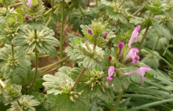 寶蓋草的臨床應(yīng)用