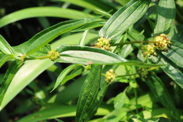 糯米藤的形態(tài)