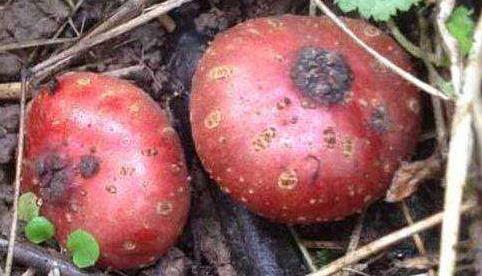 野地瓜的功效與作用！