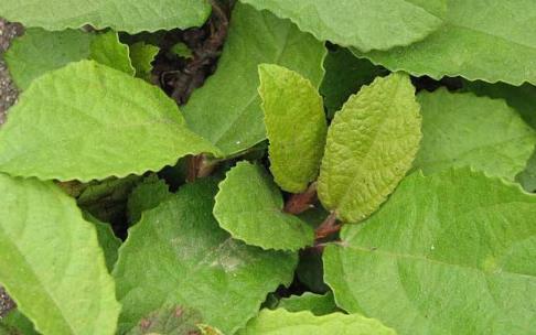 野地瓜圖片！