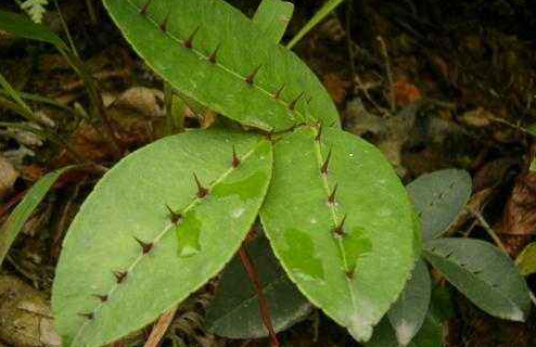 入地金牛的功效與作用