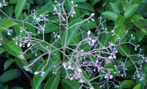 酸藤木藥材性狀！