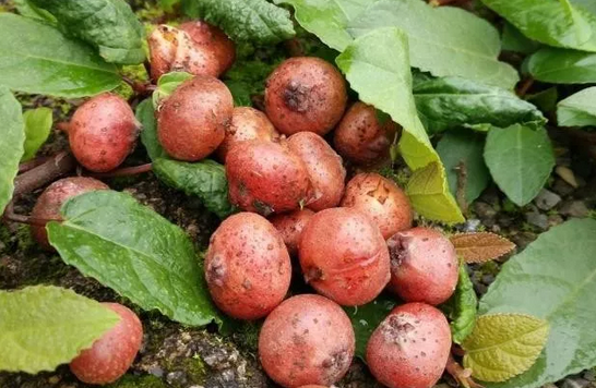 野地瓜的藥用價(jià)值