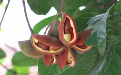 如何區(qū)分真假鳳眼果