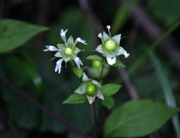 大九股牛的圖片