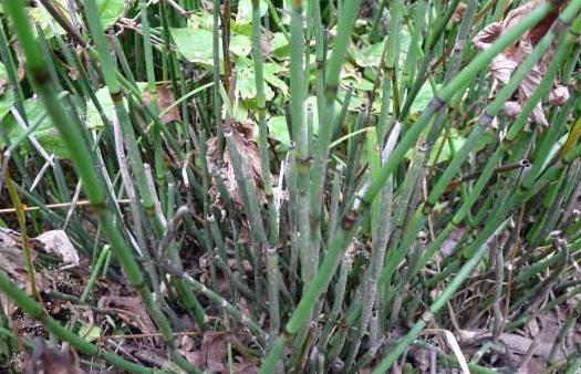 竹節(jié)草圖片！