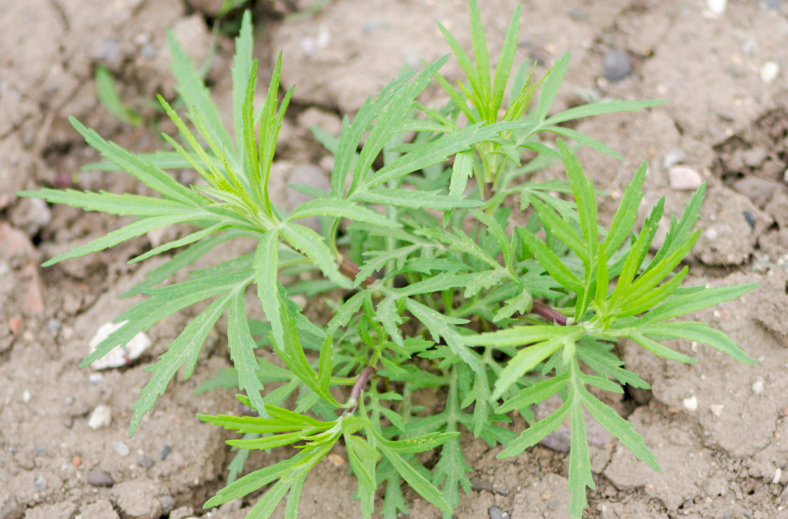 雪山一枝蒿的用藥禁忌