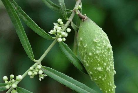 地梢瓜圖片！