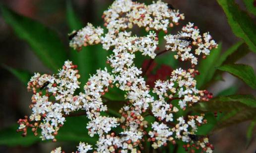 血滿草藥用價(jià)值！