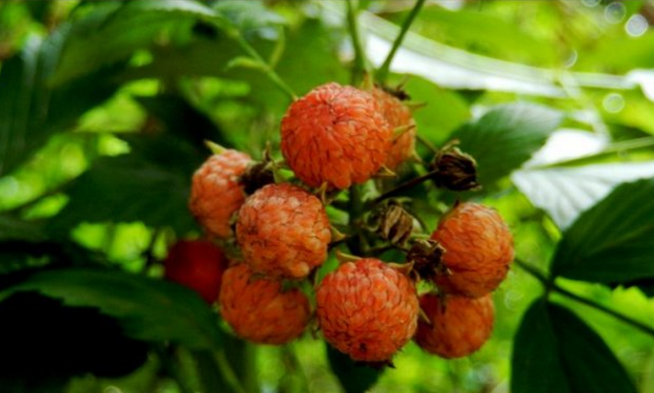 倒生根的功效與作用