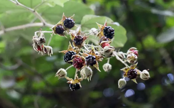 大烏泡的功效與作用