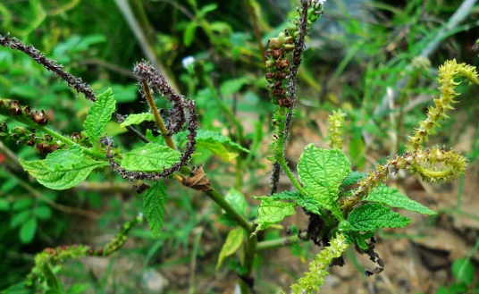 大尾搖的功效與作用
