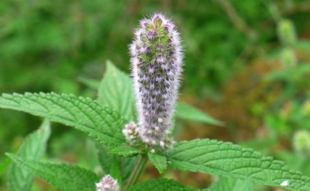 大黑頭草的圖片