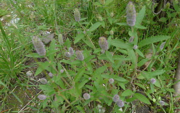 大黑頭草的別名