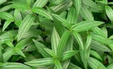 中藥糯米藤治病藥方！