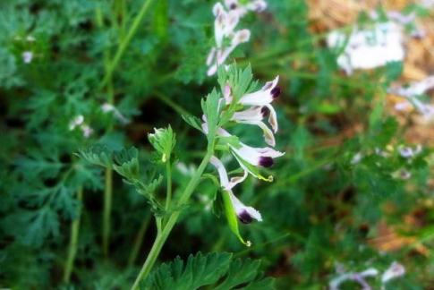 地丁草藥用價(jià)值！