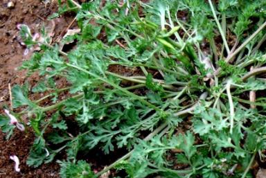 地丁草圖片！