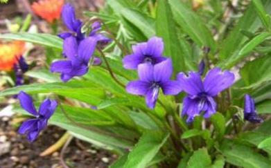 地丁草圖片！