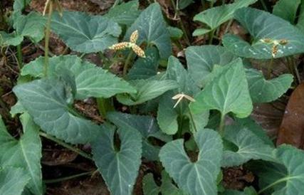 地丁草圖片！