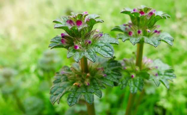 寶蓋草的藥用價值