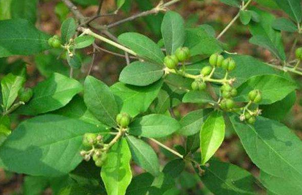 大風(fēng)子油的用法