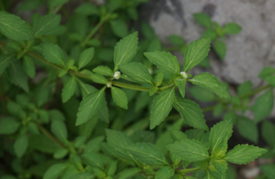 女萎的功效與作用