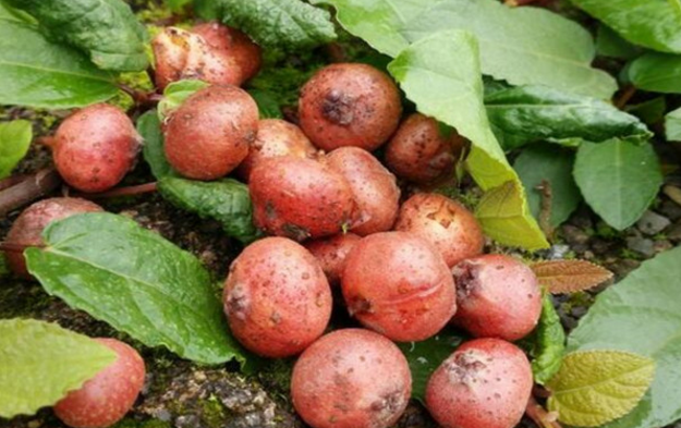 野地瓜的功效與作用