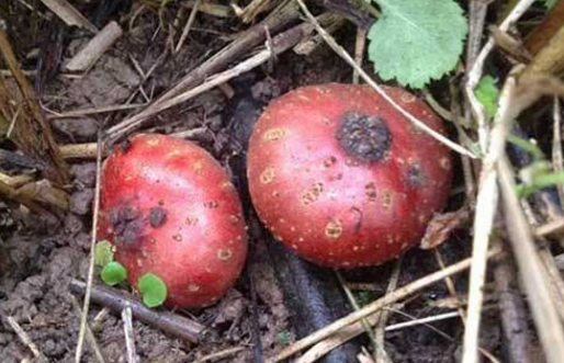 野地瓜的應(yīng)用