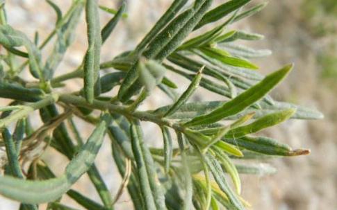 地梢瓜原形態(tài)?。?！