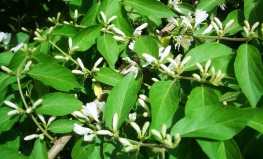 地梢瓜花期??！