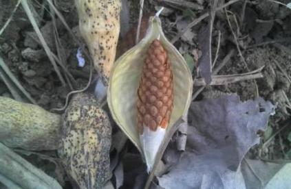 地梢瓜資源分布??！