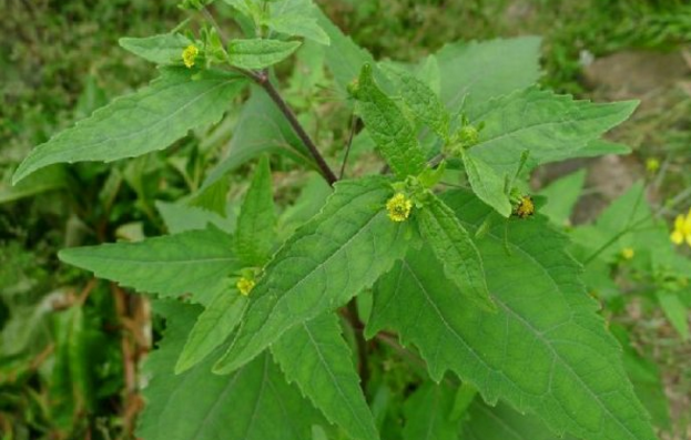 希薟草的功效與作用