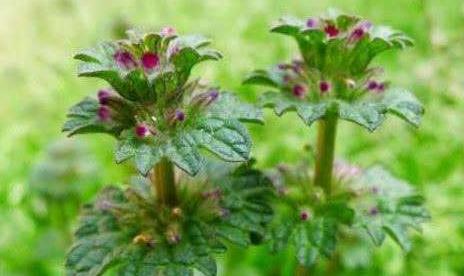 寶蓋草的植物特征！