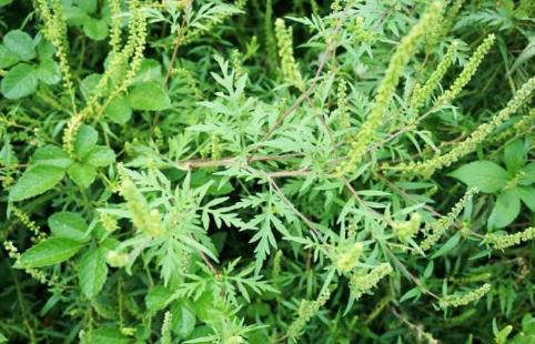 豚草?。?！