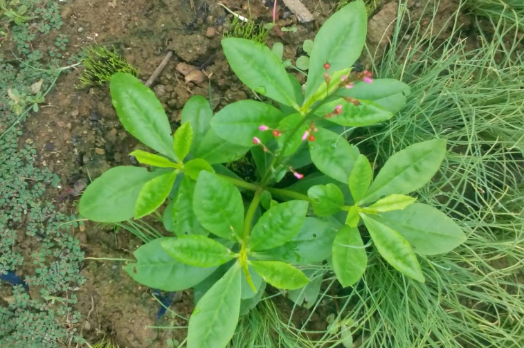 假人參的種植方法