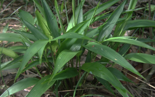 碎骨子的禁忌人群
