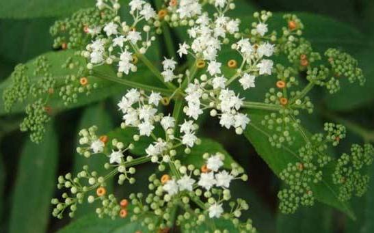 蒴藋的臨床應(yīng)用——治療骨折