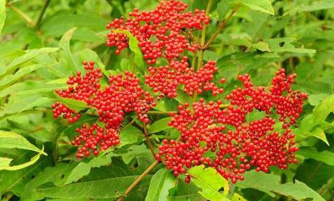 血滿草的用途！