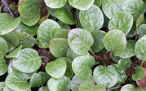 肺心草治病附方！