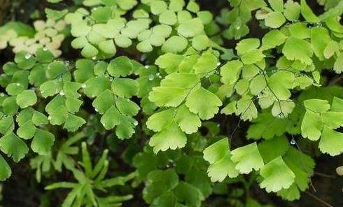 豬鬃草的養(yǎng)殖方法！