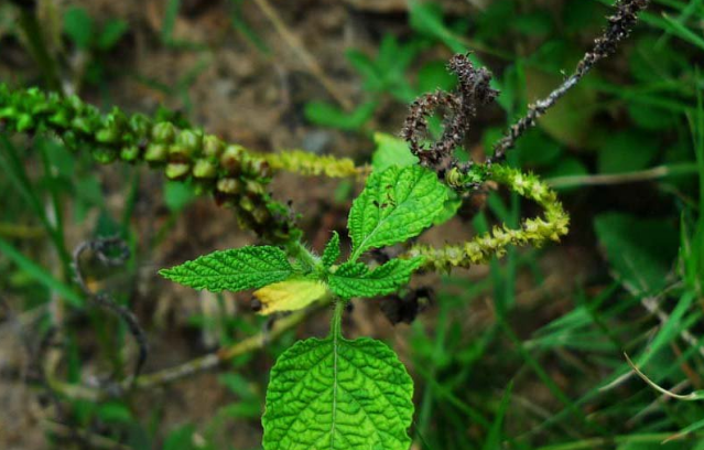 大尾搖的功效與作用