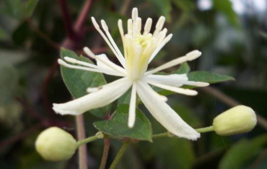 女萎功效與作用！