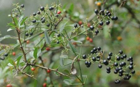 假人參圖片！