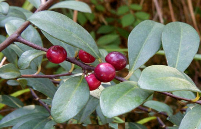 酸藤果的功效與作用