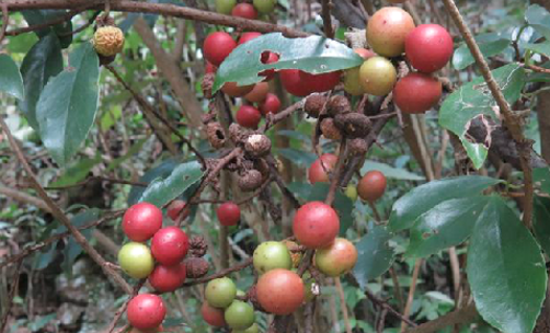 酸藤果的應(yīng)用