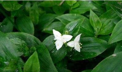 竹節(jié)草圖片！