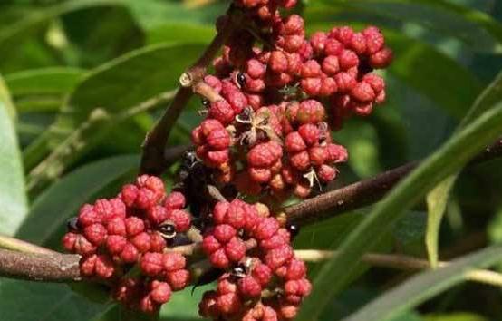 落霜紅生境分布！